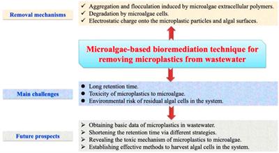 Feasibility, challenges, and future prospects of microalgae-based bioremediation technique for removing microplastics from wastewater